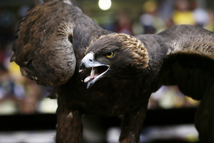 LA PERSPECTIVA DEL ÁGUILA